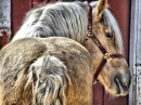 Cavalo no Cosley Animal Park