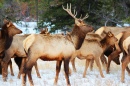 Elk no Parque Nacional Jasper