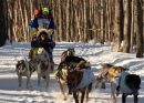Raças de Cães de Trenó em Anchorage, Alasca