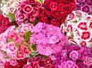Flores de Junho - Sweet William