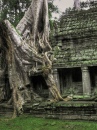 Árvore de Angkor Wat, Camboja