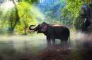 Elefante selvagem na Tailândia