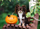 Chihuahua com uma Abóbora Esculpida