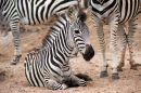 Família de Zebras no Quênia