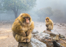 Macacos-de-gibraltar no Marrocos