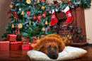 Um Cachorro sob a Árvore de Natal