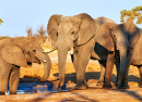 Elefantes no Parque Btswana