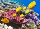 Coral e Peixe no Mar Vermelho