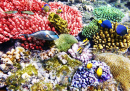 Corais e Peixes no Mar Vermelho