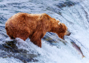 Urso-pardo no Parque Nacional e Reserva de Katmai, Alasca
