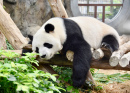 Panda Dormindo em Hong Kong