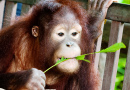 Orangotango Juvenil, Bornéu Malaio