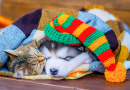Gato Tabby e filhote de cachorro Malamute dormindo em um cobertor