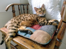 Gato de Bengala adulto descansando em uma cadeira